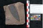 Foto (Objekt + Etikett) von Sapotacites sideroxyloides Ettingshausen (NHMW-GEO-2024-0188-8014)